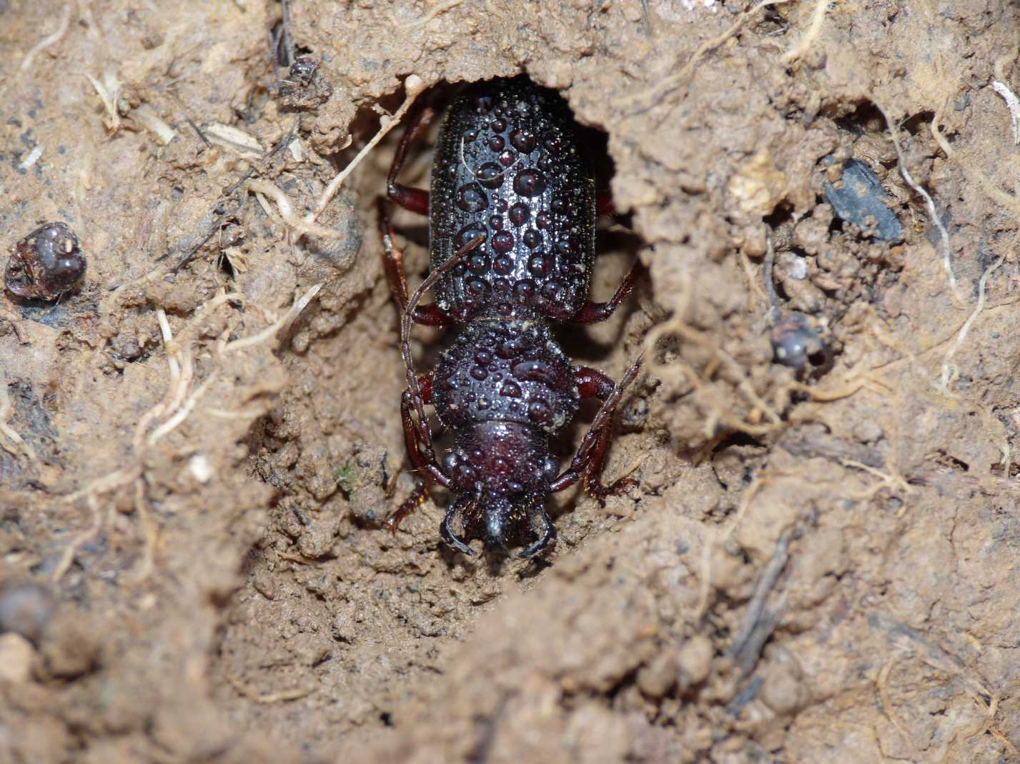 Carterus da determinare: calydonius!